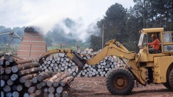 : Varios afirman que las