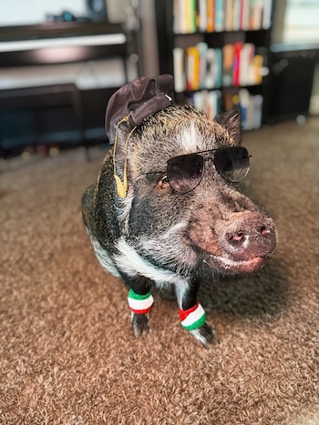 Merlin el chancho