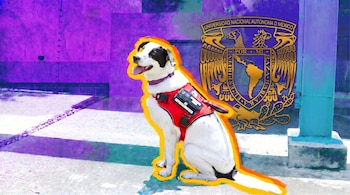 Hace poco más de un año, una nueva integrante de cuatro patas llegó a la Defensoría de los Derechos Universitarios, Igualdad y Atención de la Violencia de Género de la UNAM.