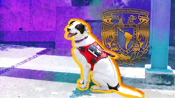 Conoce a Epi, la perrita de apoyo emocional para mujeres víctimas de violencia en la UNAM