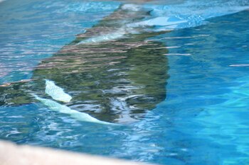 Activistas ambientales siempre alzaron la