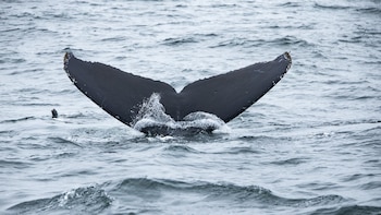 Entra en vigor el Tratado