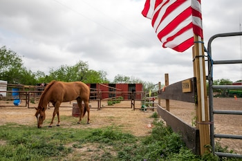 Annie Lowrey aborda el análisis a partir de la transformación que sufrieron los caballos a comienzos del siglo pasado en EEUU