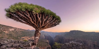 El árbol de sangre de dragón posee una savia rojiza valorada históricamente como resina medicinal y aromática (Wikimedia Commons)