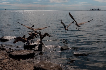 De acuerdo con la Fundación
