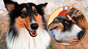 #BuscamosAQuila: la campaña viral de