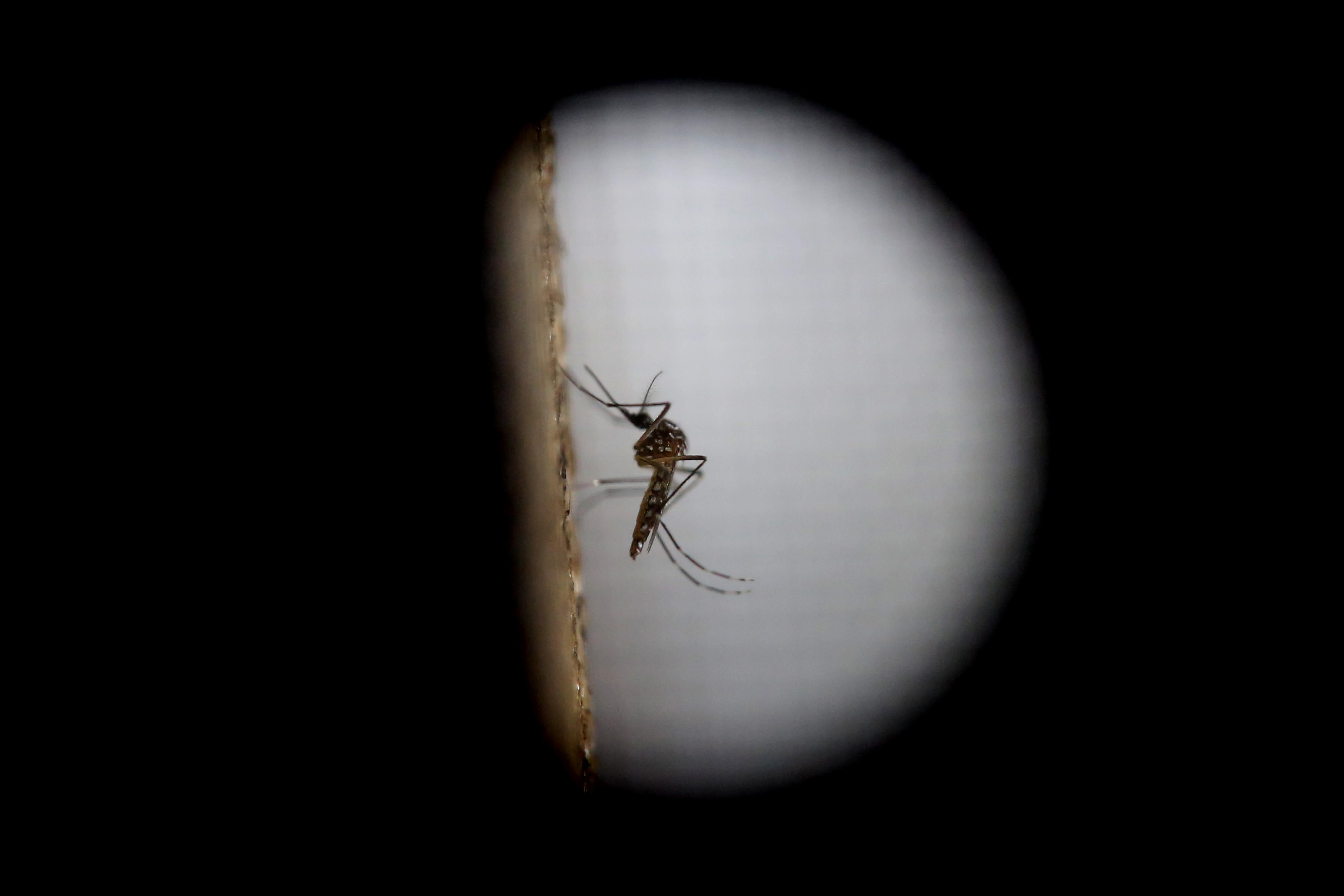 El chikungunya es una enfermedad viral transmitida por los mosquitos Aedes aegypti y Aedes albopictus, según la Organización Panamericana de la Salud EFE/Esteban Biba