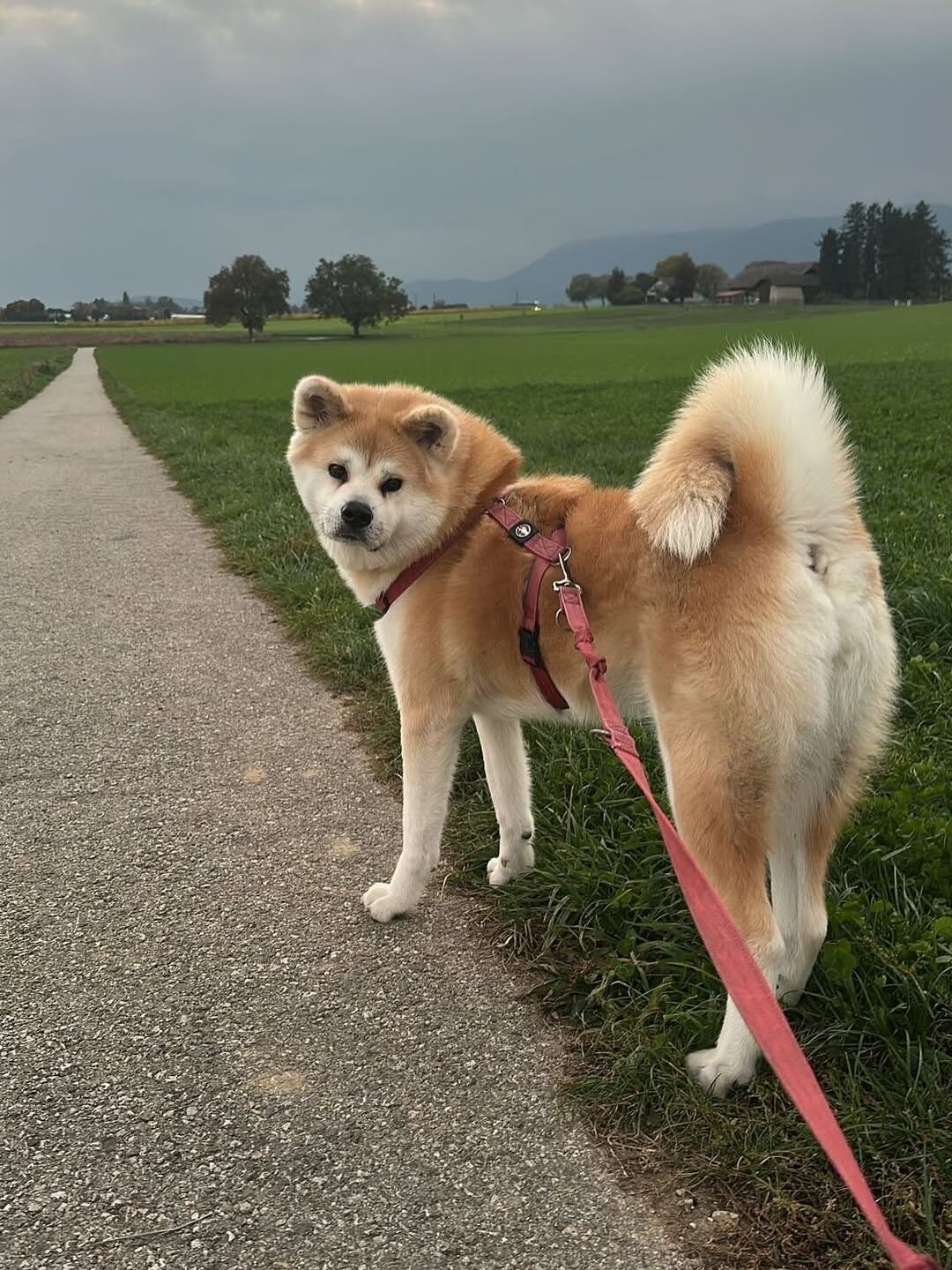 Kika, la akita inu que acompaña a la familia de Daniela hace cinco años (Instagram)