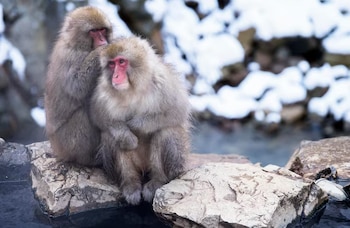 El análisis de la flora