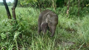 Elefante bebé extraviado se reúne