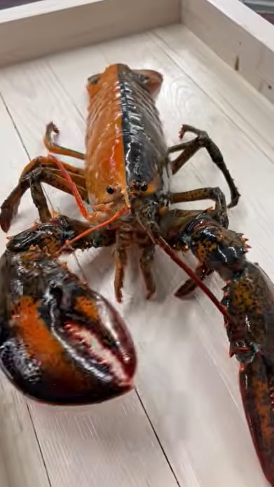 El ejemplar, de más de tres libras de peso, fue donado al Woods Hole Science Aquarium, donde será custodiado y mostrado al público en 2027 (YouTube: Popular Science Podcasts)