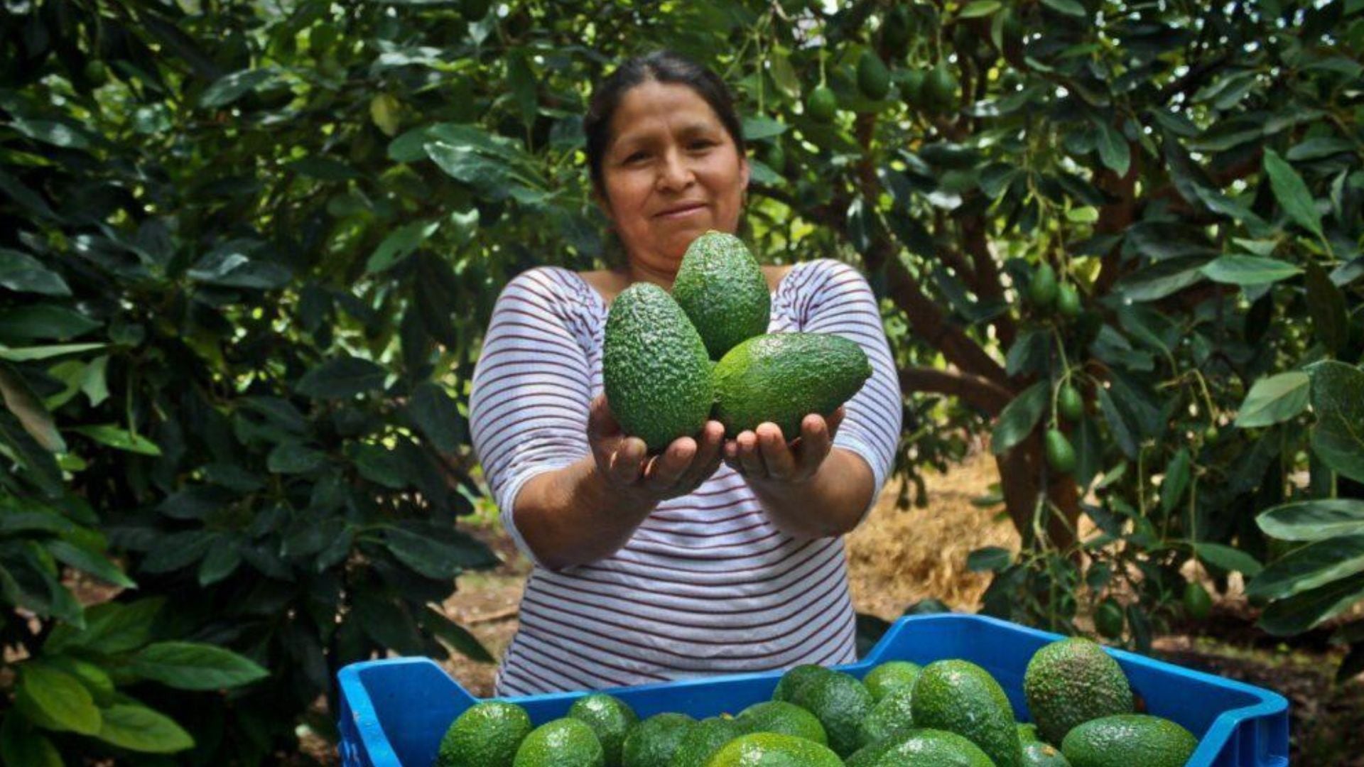 Palta peruana se salvó del arancel del 12,5% de EEUU, a pesar de preocupación de la industria ese país