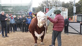 Exposición Rural de Palermo: “Místico”