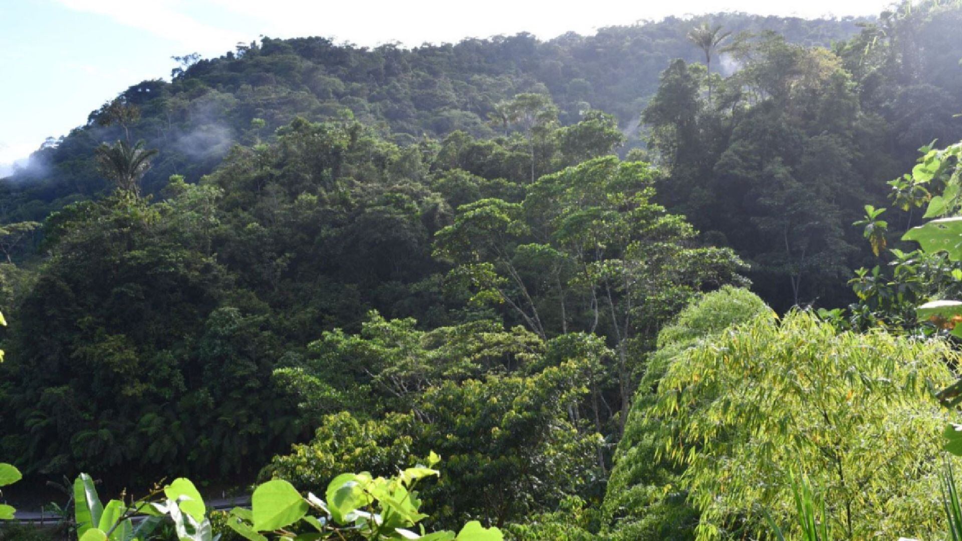 Esta jornada internacional llama a proteger los bosques tropicales, esenciales para el clima y la biodiversidad global, cuya desaparición contribuye gravemente al calentamiento global. (Andina)