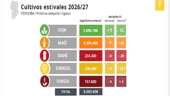 En Córdoba, la soja gana terreno y la chicharrita vuelve a poner al maíz bajo presión