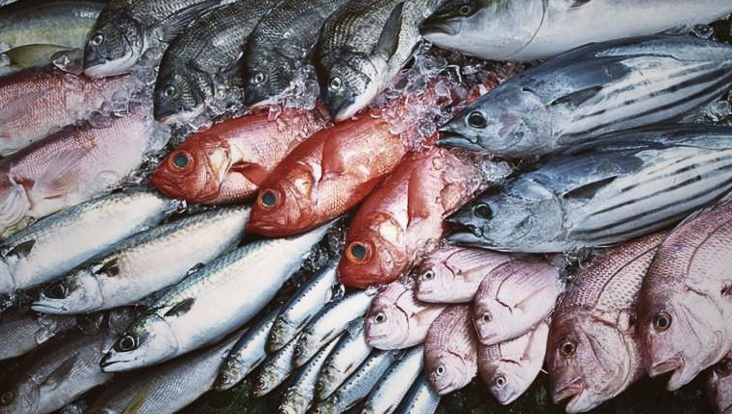 pesca