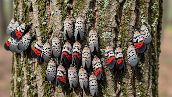 Una plaga invasora amenaza cultivos