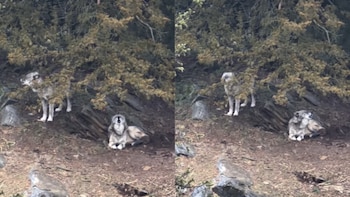 Dos lobos en un hábitat naturalista; uno de pie entre arbustos, otro aullando mientras está recostado en el suelo rocoso y terroso
