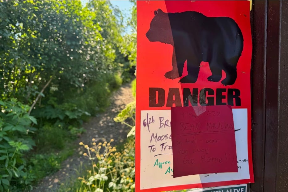 El ataque del oso pardo dejó al ciclista con un rasguño y una mordedura por encima de la cintura, sin riesgo de vida (AP)