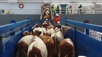 Diversas organizaciones animalistas se manifestará