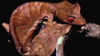 Este reptil utiliza su elaborada