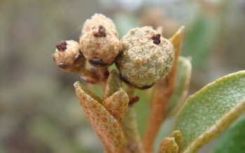 10/02/2009 Un estudio redefine la clasificación de un grupo de plantas brasileñas del género 'Croton'.
Un equipo internacional de investigación acaba de publicar un estudio que revisa la clasificación de un grupo de plantas del género 'Croton' perteneciente a la familia 'Euphorbiaceae'. En concreto, el estudio, publicado en la revista 'Botanical Journal of the Linnean Society', demuestra que el arbusto 'Croton imbricatus', que hasta ahora se incluía en la sección 'Lamprocroton', está más estrechamente relacionado con 'Croton polyandrus', una especie de una sección diferente ('Eutropia').
SOCIEDAD
© RICARDA RIINA | RJB-CSIC