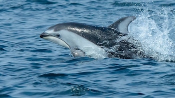 Orcas y delfines del Pacífico