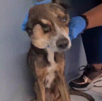 El animal de compañía fue