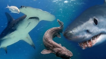 Cuáles son los tiburones más