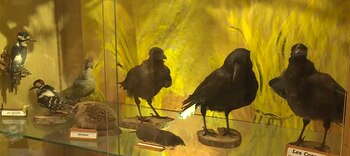 El museo de aves pierde