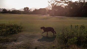 Los carpinchos pasean durante la
