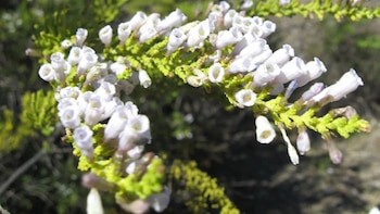 El Palo azul cuenta con