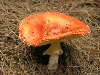 Los hongos: el millonario mercado