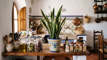 Planta de serpiente en maceta cerámica sobre barra de madera, junto a frascos de especias, aceite y utensilios en una cocina rústica.