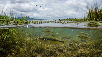Mexcalpique reaparece en el Lago de Texcoco: qué revela su regreso sobre la recuperación del ecosistema