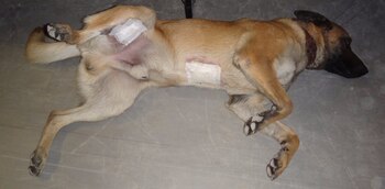 Mali fue herido durante el