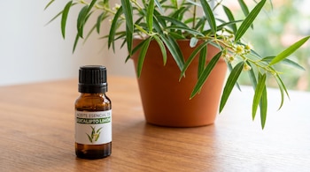 Frasco de vidrio marrón con etiqueta de aceite esencial de eucalipto limón y tapa negra; planta de hojas verdes en maceta de terracota sobre mesa de madera.