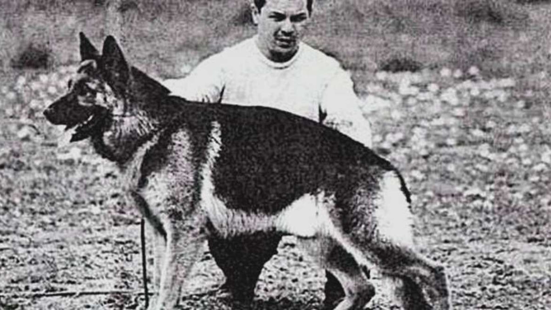 El Día Nacional del Perro se celebra cada 2 de junio para homenajear a Chonino, ovejero alemán de la Policía Federal Argentina