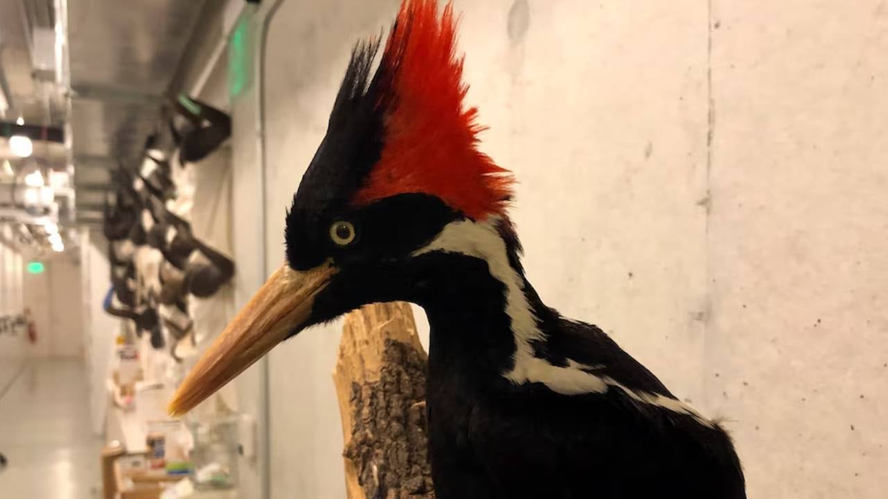 Un espécimen de picamaderos picomarfil o carpintero real se muestra en la Academia de Ciencias de California, en San Francisco, el viernes 24 de septiembre de 202. El gobierno de Estados Unidos declaró extintas en septiembre de 2021 a esta ave y otras 22 especies de animales (AP Foto/Haven Daley)