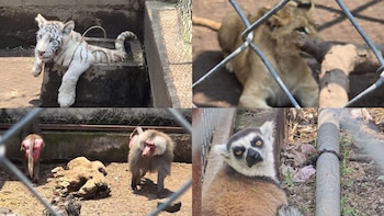 Al interior del predio, las autoridades localizaron nueve especies en posibles condiciones de maltrato. Créditos: Fiscalía Edomex