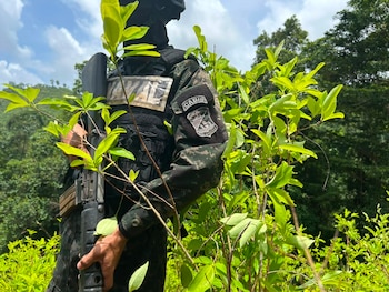 Los operativos militares de 2026 también destruyeron 10 instalaciones artesanales de procesamiento de drogas y detectaron precursores químicos.