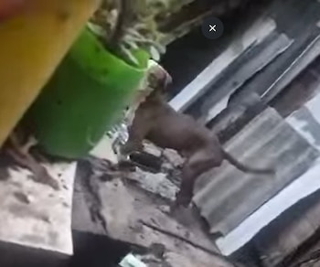El animal tenía su piel pegada a los huesos - crédito Policía Bucaramanga