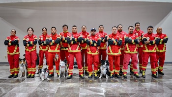 Con altas temperaturas y en medio de escombros: así buscan sobrevivientes los binomios caninos de la Cruz Roja Mexicana en Venezuela