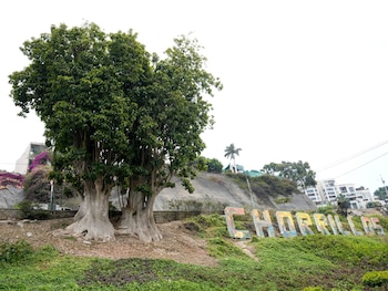 Estos ejemplares forman parte del