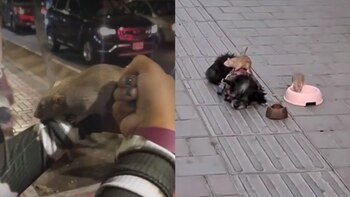 Tras recibir su primera rata