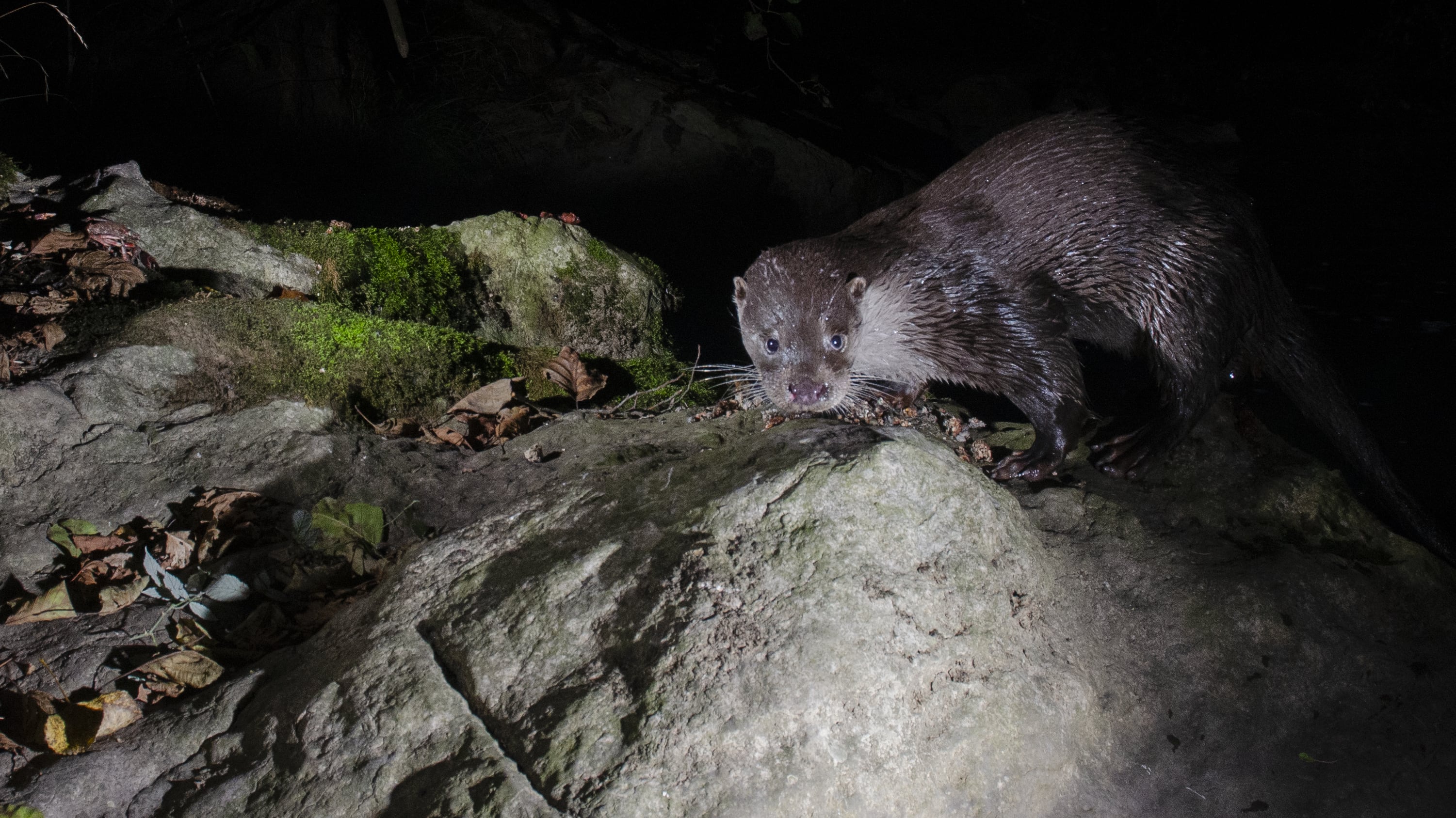 Una de las nutrias fotografiada por las cámaras de fototrampeo (Vincenzo Penteriani)
