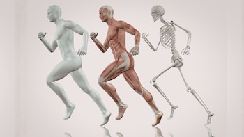 Cómo es un análisis de composición corporal (Canva)