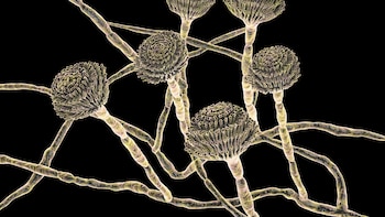 Hongos mortales: por qué los