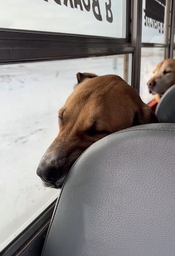 Las imágenes publicadas en la