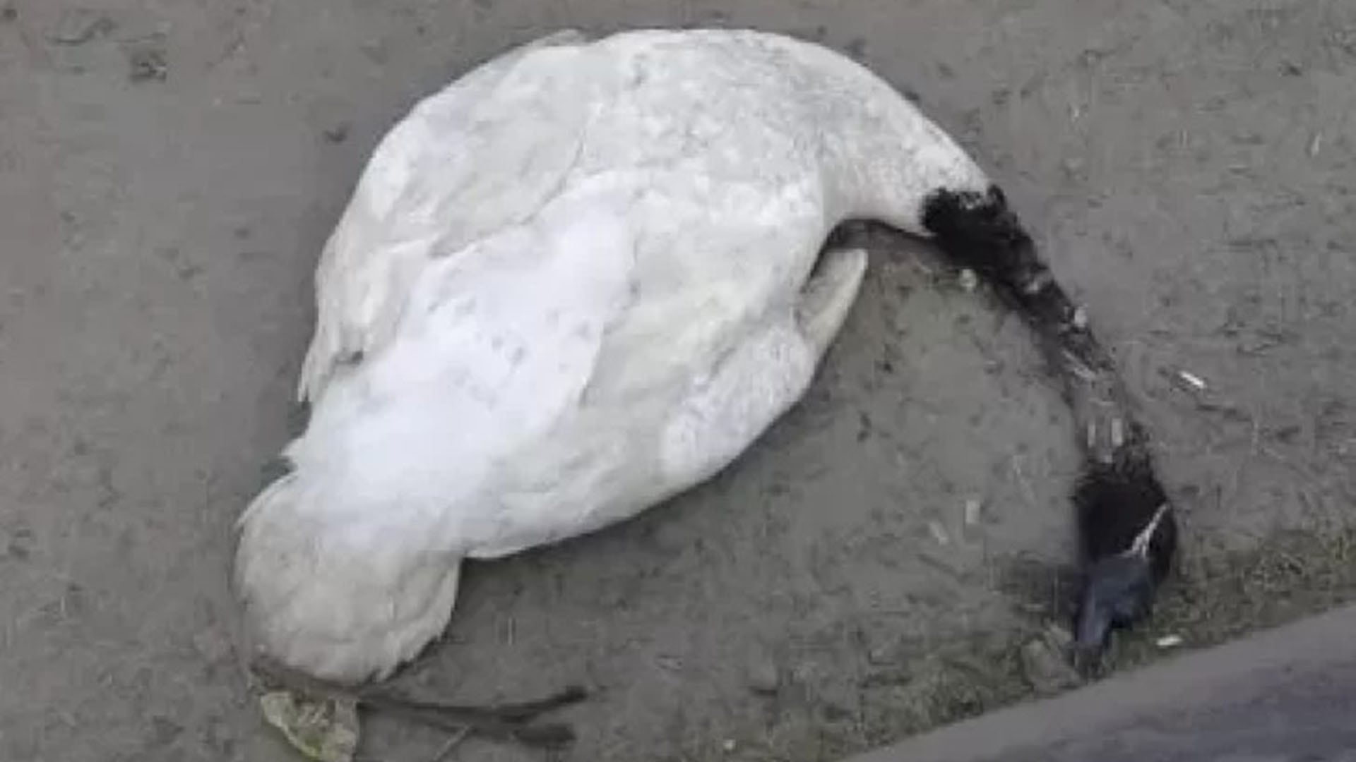 Tragedia ambiental en Chile: más de 60 cisnes de cuello negro muertos por gripe aviar